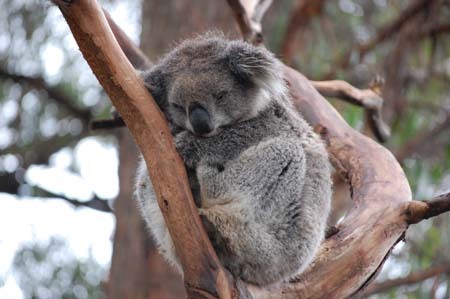 koala koala